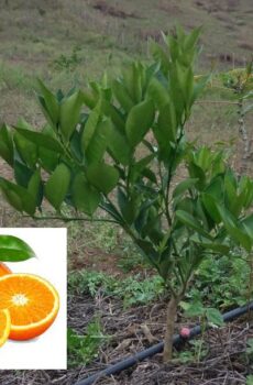 Planta Naranja china injerto
