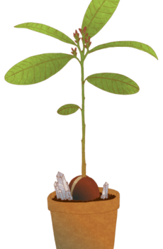 Planta Aguacate injerto Carla