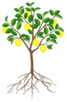 Planta Limón injerto