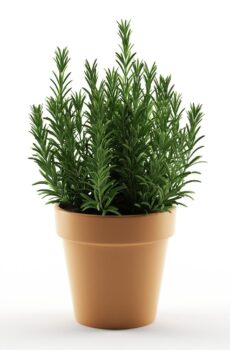 Planta Romero