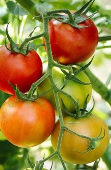 Tomate orgánico 1 Lb